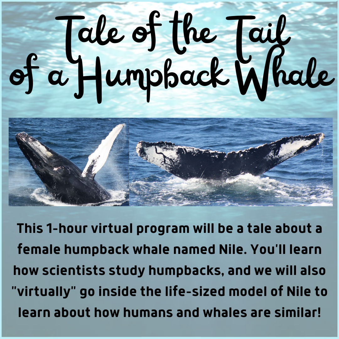Tale of the Tail of a Humpback Whale - Program via Zoom