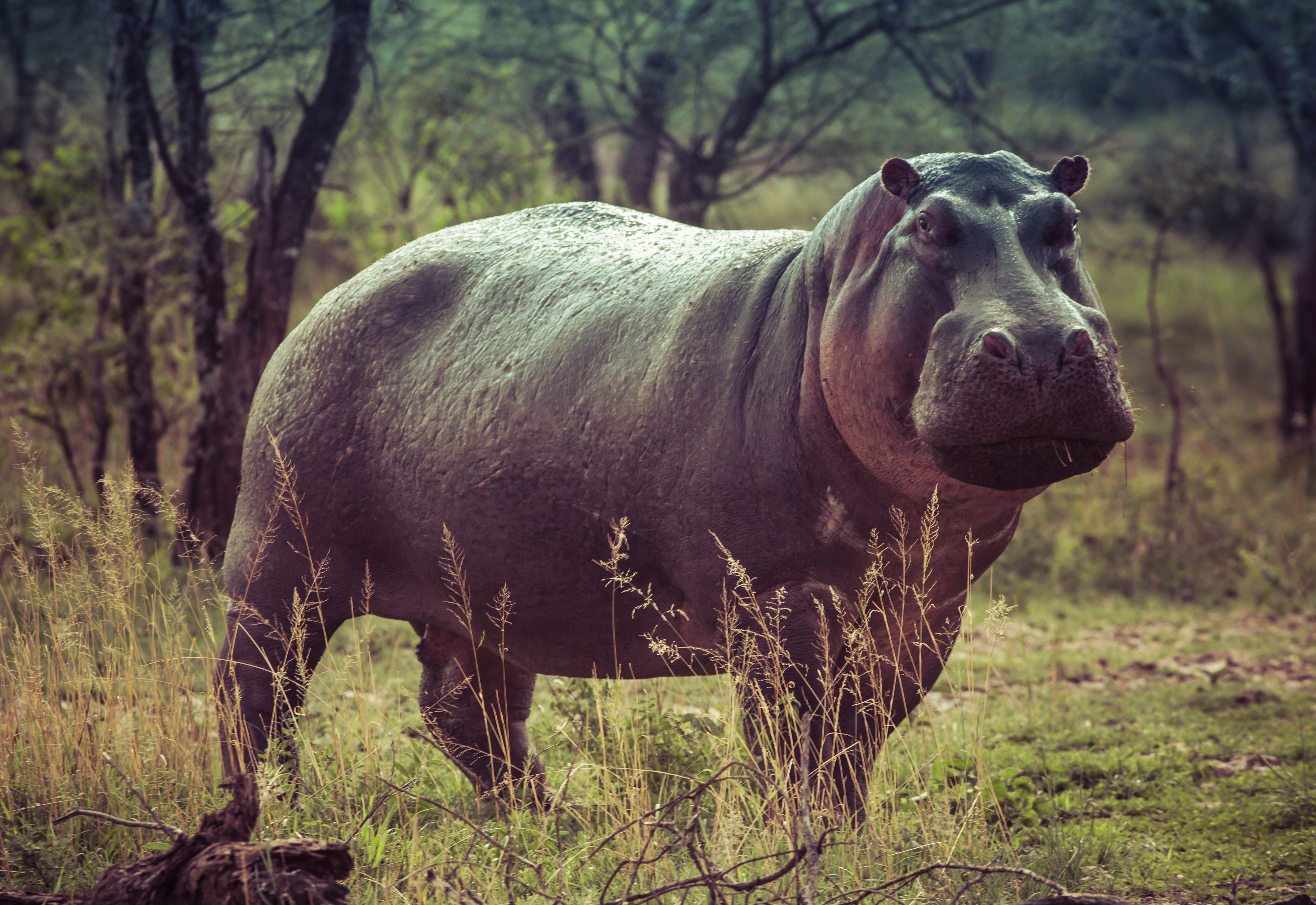 Hippo standing in the grass