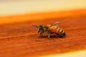 picture of a honeybee on wood