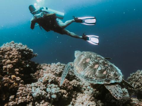 Ocean diver