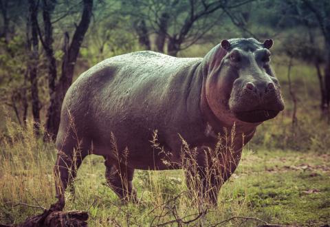 Hippo standing in the grass