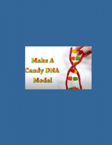 Candy DNA Model