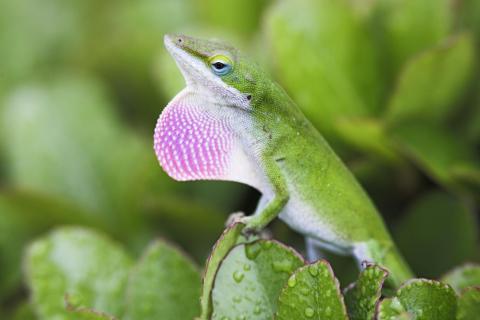 Green anole showing dewlap on his throat.