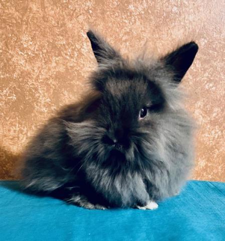 Bleu the rabbit - Brown background, blue blanket which rabbit is sitting on