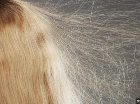 Hair affected by static