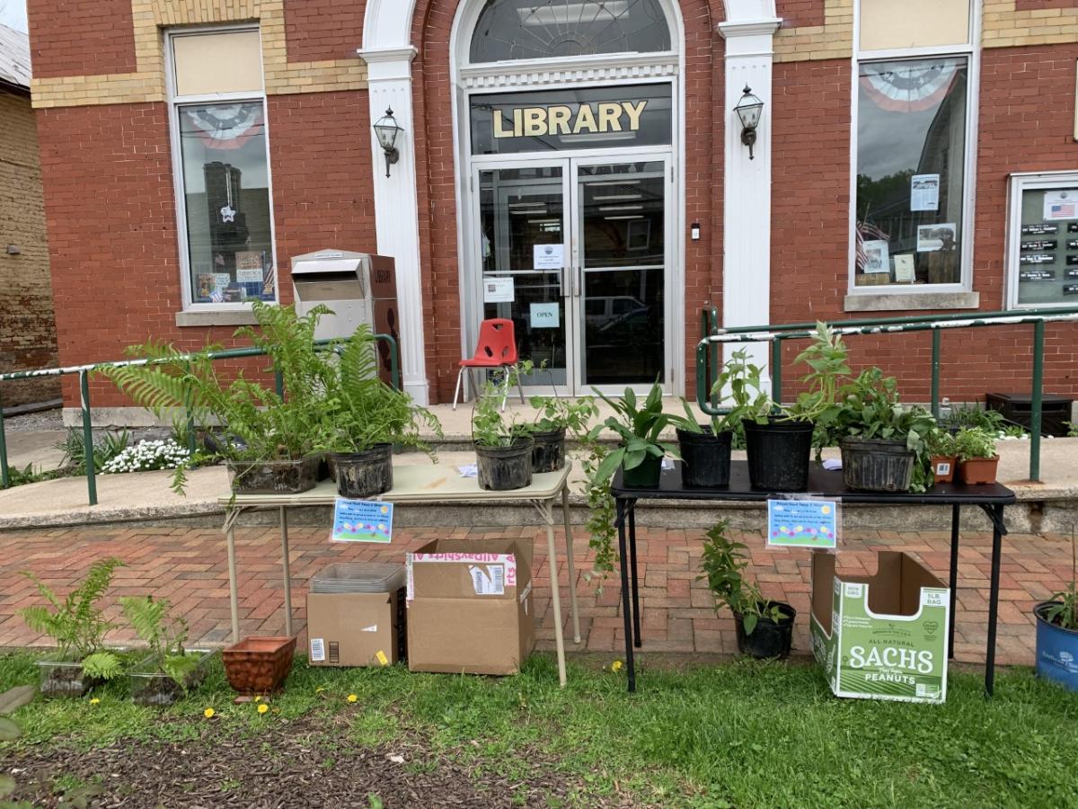 Plants in front of the library 