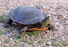 painted turtle 